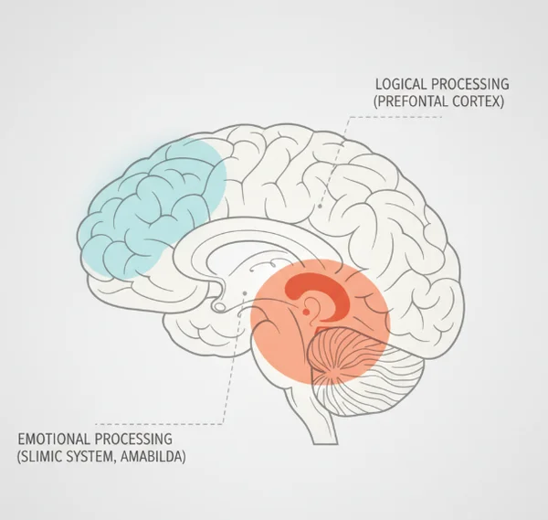 Brain regions involved in anger response